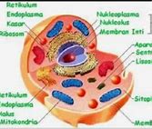 Gambar Sel Hewan Bahasa Indonesia